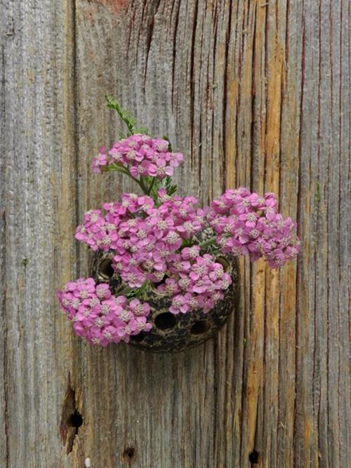 COTTAGE PURPLE YARROW